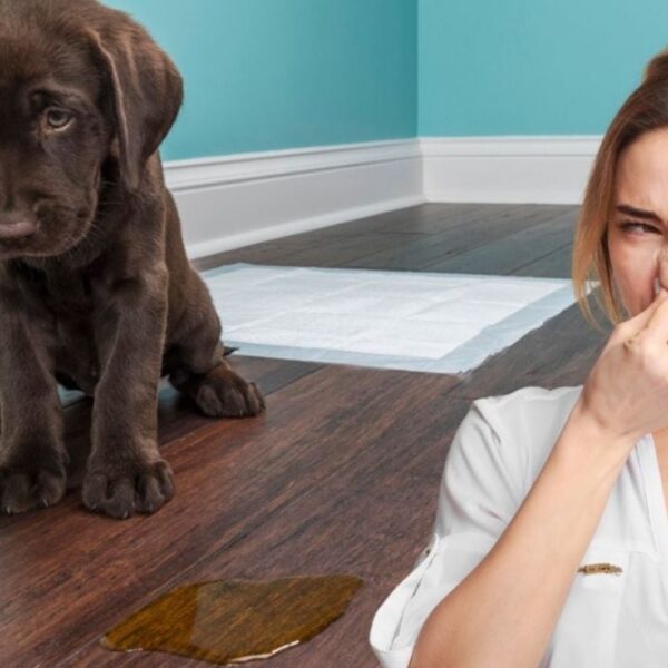 Elimina el mal olor a pis de tu&hellip;